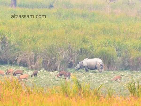 Wildlife Sanctuaries Of Assam With It