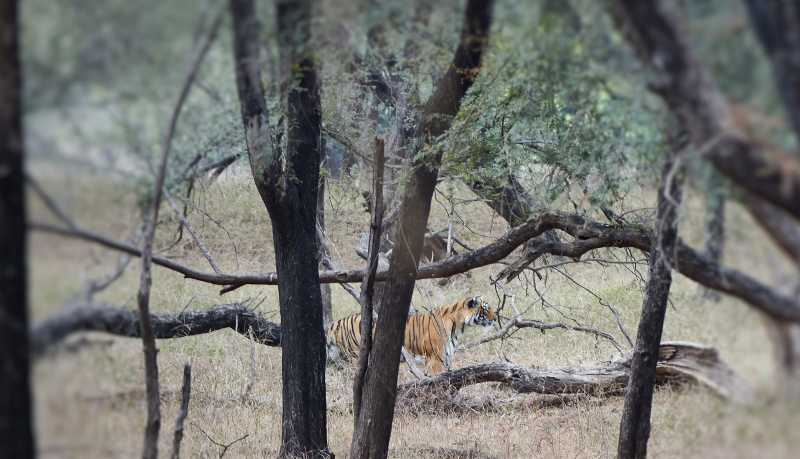 Wildlife & Wildlife Photography- ArrowHead T-84, Ranthambore Tiger Reserve -  December 2016