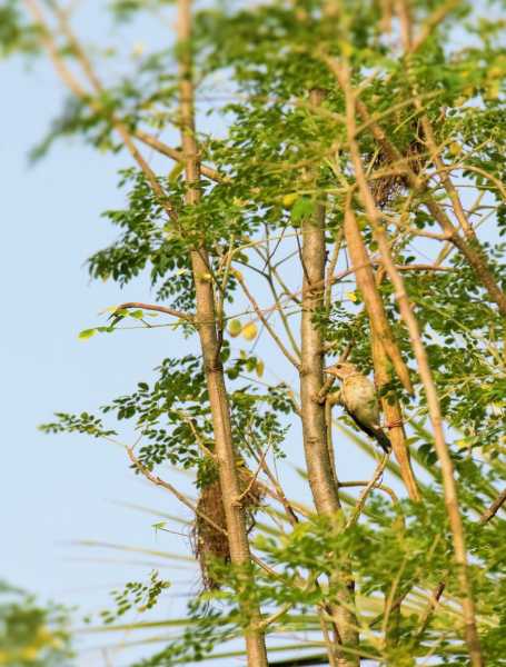 Wildlife And Wildlife Photography - Birds Of Curtorim Lake, Goa - September 2016