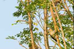 Wildlife and Wildlife Photography - Birds of Curtorim Lake, Goa - September 2016