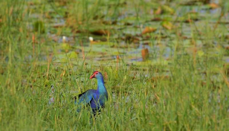 Wildlife And Wildlife Photography - Grey-headed Swamphen, Goa 2016