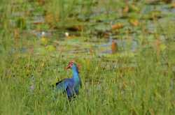 Wildlife and Wildlife Photography - Grey-headed Swamphen, Goa 2016