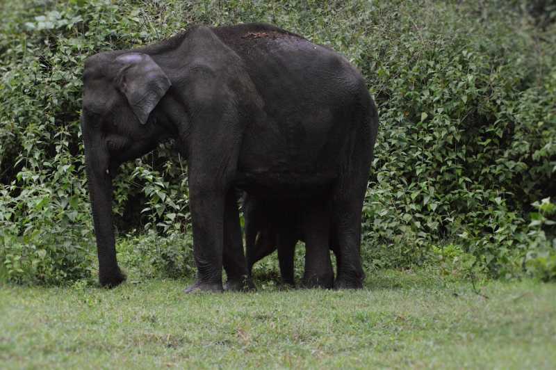 Wildlife And Wildlife Photography - Mudumalai Tiger Reserve - August 2016