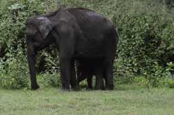 Wildlife and Wildlife Photography - Mudumalai Tiger Reserve - August 2016