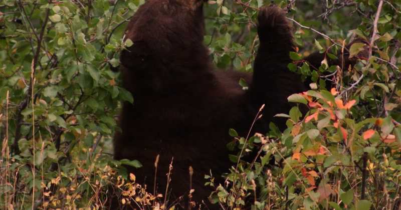 Wildlife At Grant Tetons National Park-2