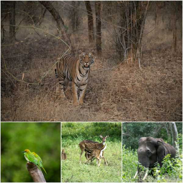 Wildlife Is Depleting Day By Day, Hence We Need To Act NOW!