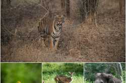 wildlife is depleting day by day, hence we need to act now!