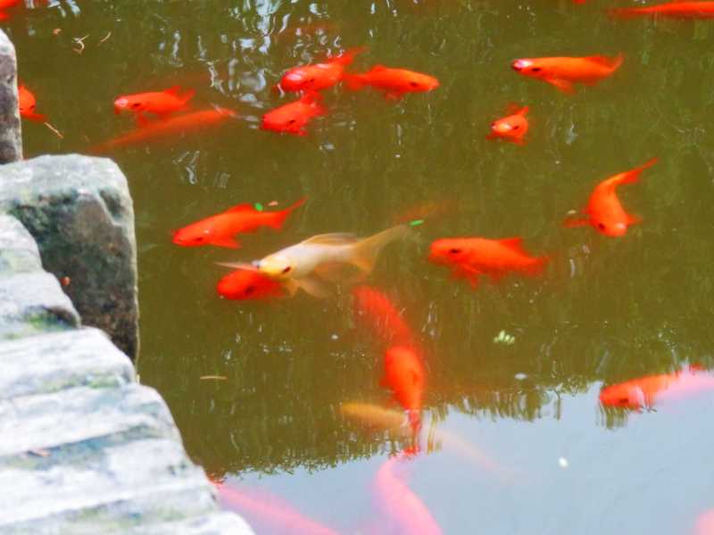 Will Be Back Soon: Gone Lookin’