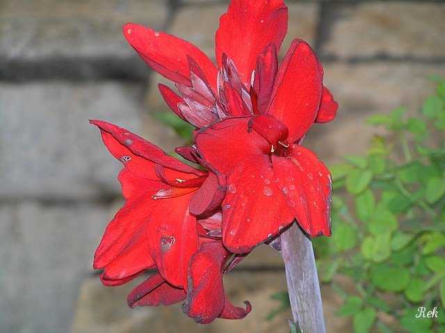 Wilting In The Sun, Water Me Please !!