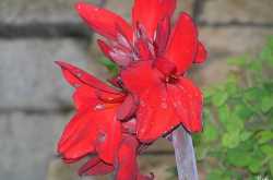 Wilting In The Sun, Water Me Please !!