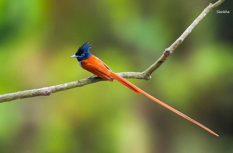 Wingardium Leviosa 1 -- Sankha