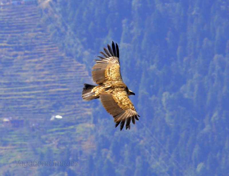Wings Of  Gold - Himalayan Golden Eagle In Flight!
