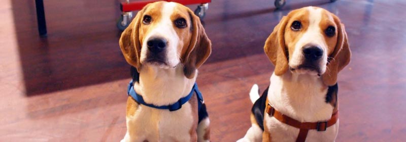 Wishing Our Favourite Cuebies, Carlos And Chatur, A Very Happy Birthday! -