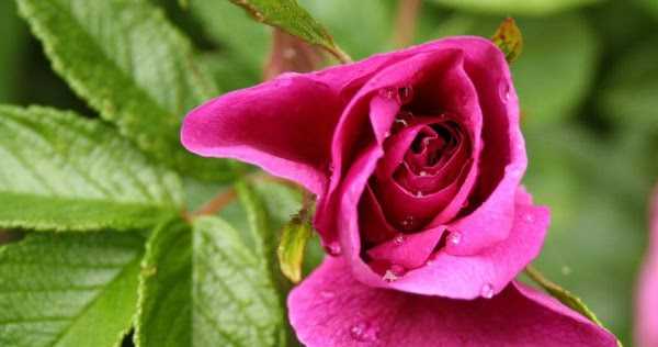 Wonderful Flowers That Are Medicines As Well 