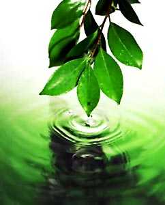 Wonders Of The Neem Tree