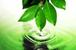 Wonders of the Neem Tree