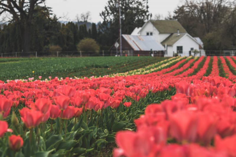Wooden Shoe Tulip Festival, Woodburn: In Photos
