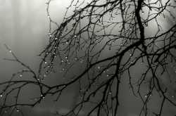 Word geek : Pluviophile