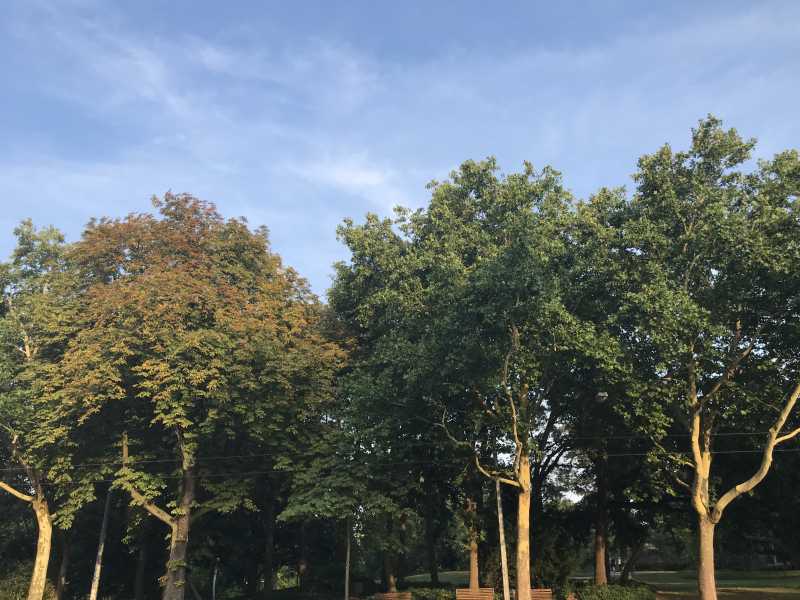 Wordless Wednesday: Greenery In All Its Hues | Transition Of Thoughts