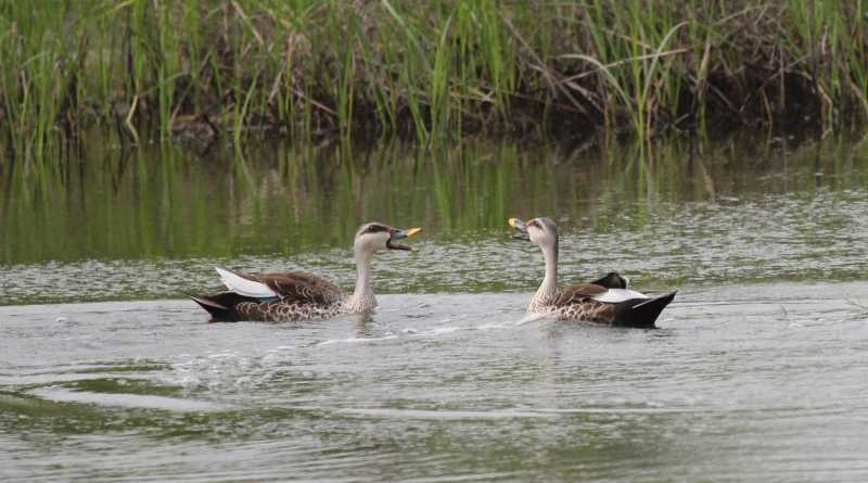 Wordless Wednesday... (in A Polite Conversation)