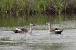 Wordless Wednesday... (in a polite conversation)