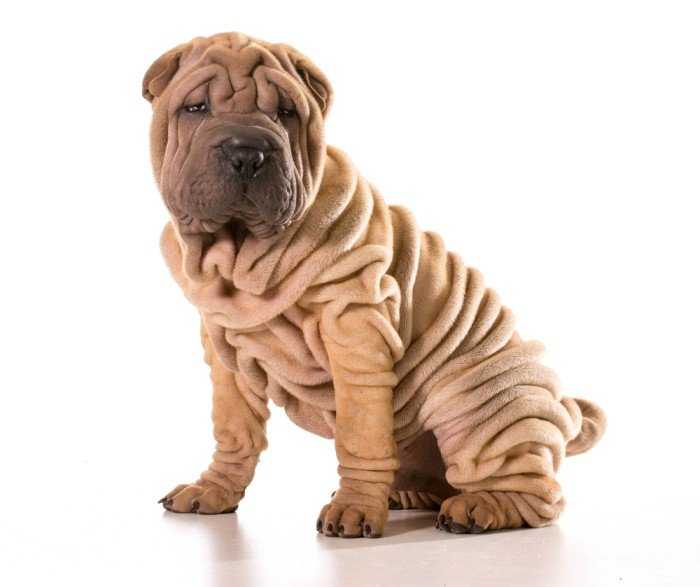Wrinkly Dogs - 10 Most Famous & Lovely Droopy Face Dog Breed