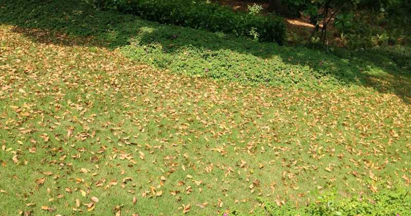 X For Xanthophyll! #AtoZChallenge2016 #Singapore