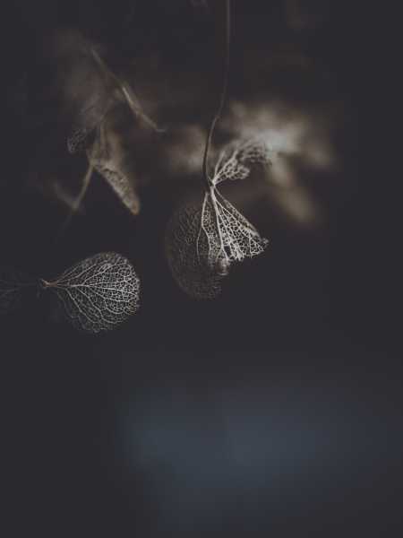 X-ray #AtoZchallenge : Kalpanaawrites X-ray Haiku