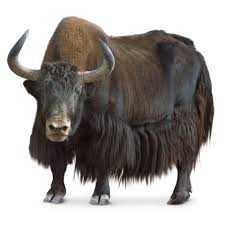 Yaks