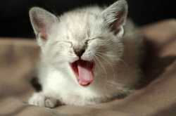 Yawn!!!