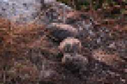 Yellow-legged gull eggs wriggle to warn nest mates about danger, induces survival traits