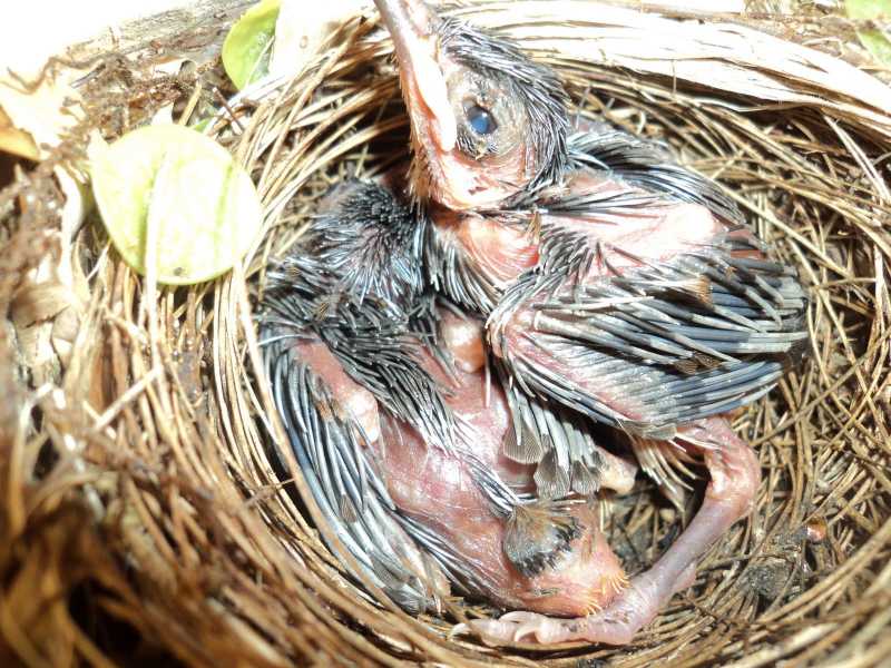 Yet Another Bird Brained Day!