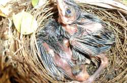 Yet another bird brained day!