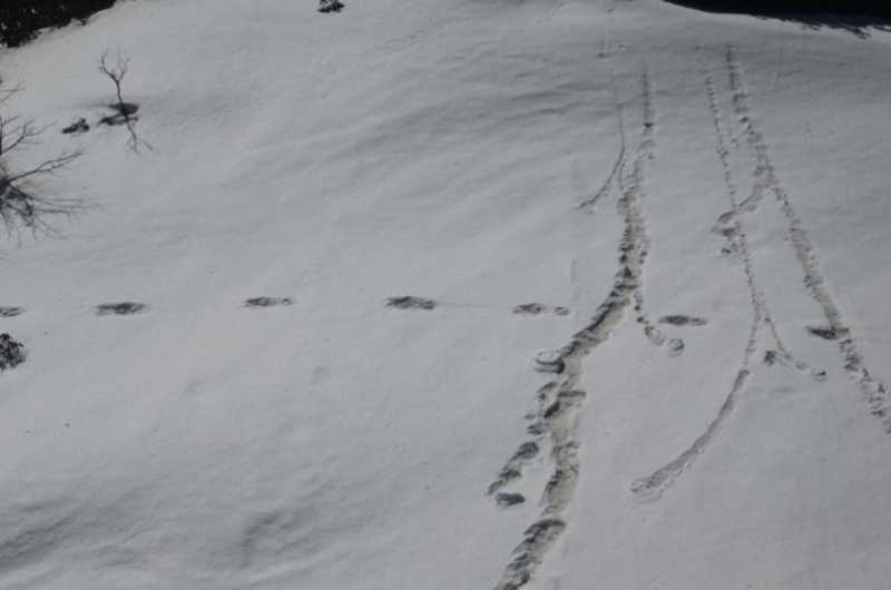 Yeti Footprints Sighted!