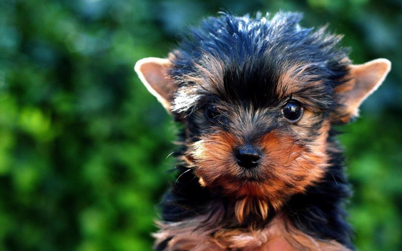 Yorkie Puppies - The Cutest And Liveliest Breed Of Dogs