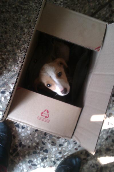 You’re The Light, Sanmeet Singh Walia