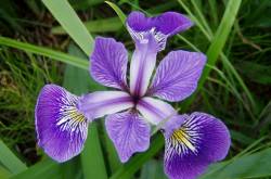 your guide to the different types of iris flowers