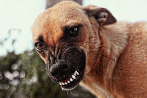Your Mistakes In Dog Bite Incidences