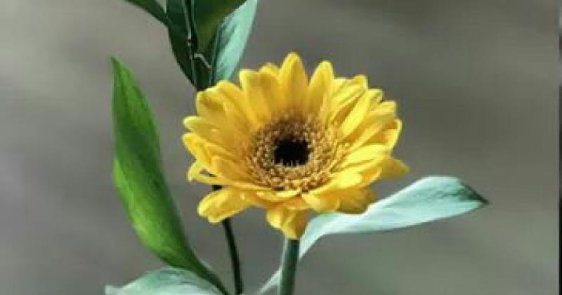Your Sunflower