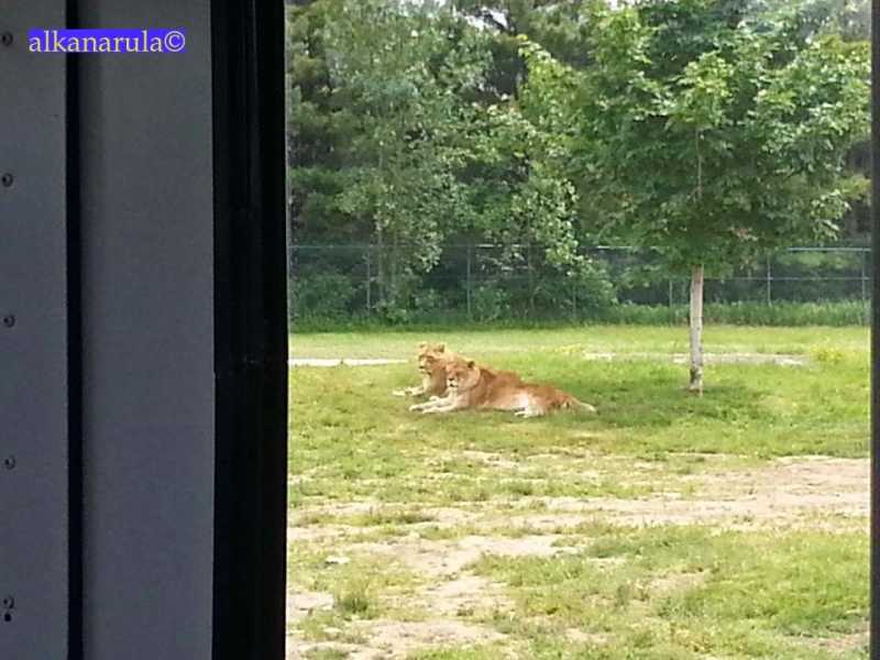 Your Wish Is My Order - African Lion Safari (Waterloo)