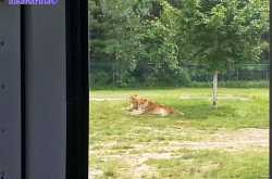 Your Wish Is My Order - African lion safari (Waterloo)