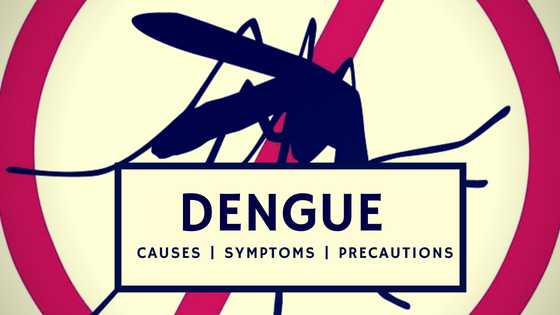 Your Complete Guide To Dengue Fever: Causes, Symptoms & Precautions
