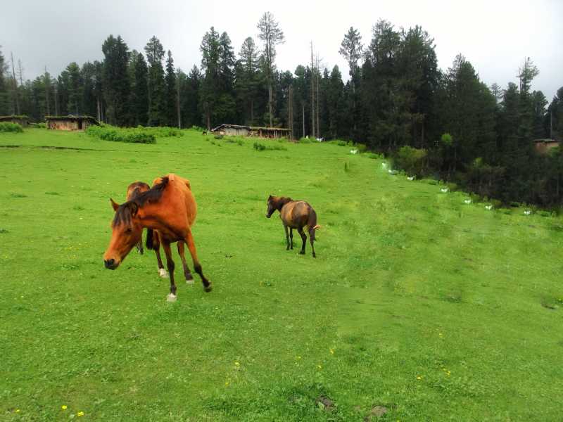 Yousmarg-The Unexplored Beauty Of Kashmir Valley