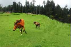 Yousmarg-The unexplored beauty of Kashmir Valley