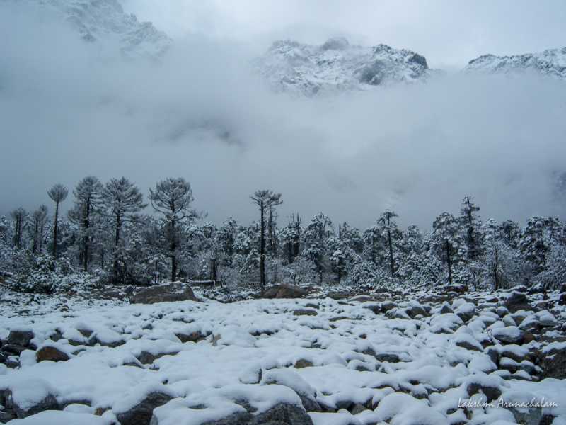 Yumthang Valley Guide - A Jack And Master Of All Seasons -
