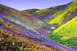 Yumthang Valley of Sikkim #AtoZchallenge - The Beauty of Life