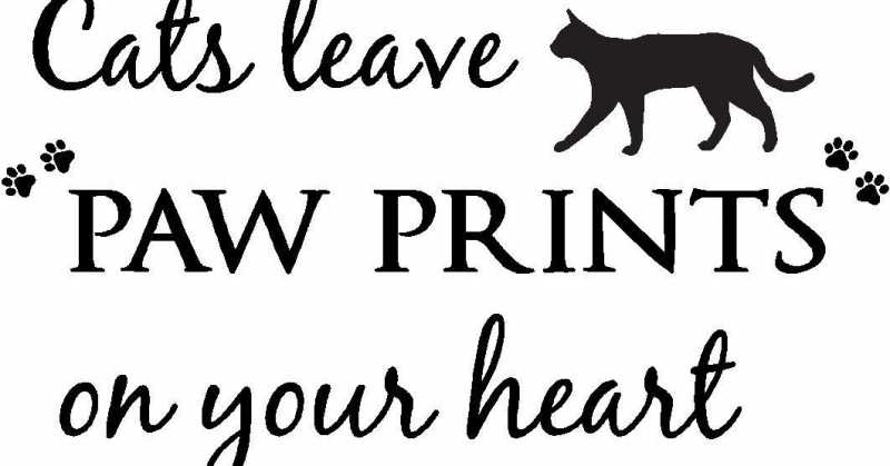 Z FOR ZINI - The Cat Who Left A Paw Print On My Heart