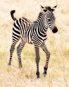 Zadeer The Zebra