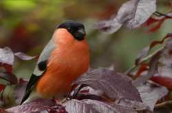 Zoo : Fantastic Beasts and where to find them!