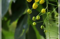 a song about vishu 2011(click to listen)